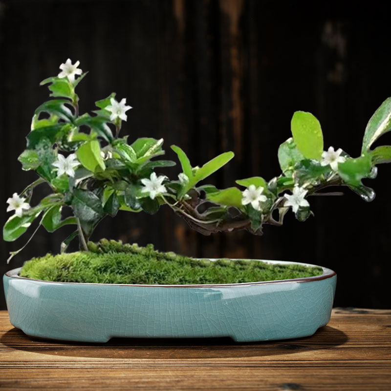 紫砂四方长方花盆兰花树桩老桩特价清仓特大号盆景专用陶瓷马槽盆