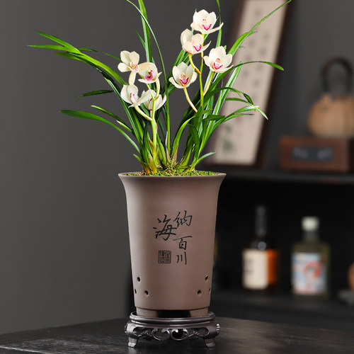 紫砂兰花盆兰草专用盆君子兰蝴蝶兰绿植大花蕙兰花盆陶瓷大号特价