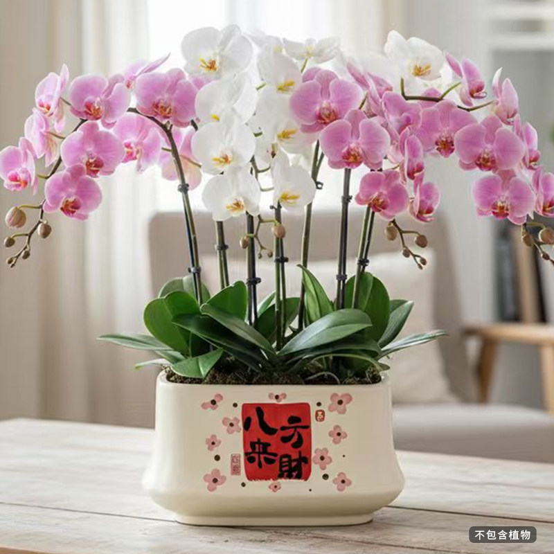 北欧花盆陶瓷长方形蝴蝶兰专用盆居家室内办公室桌面多肉绿植盆栽