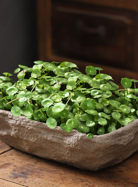 铜钱草碗莲睡莲水仙花盆陶瓷创意仿石头无孔水培水养专用盆特大号