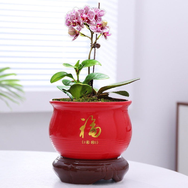 中国红福喜庆过年装饰创意插银柳盆蝴蝶兰绿植带托盘年宵陶瓷花盆