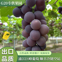順豐空運(yùn)正宗浦江巨峰葡萄自然熟