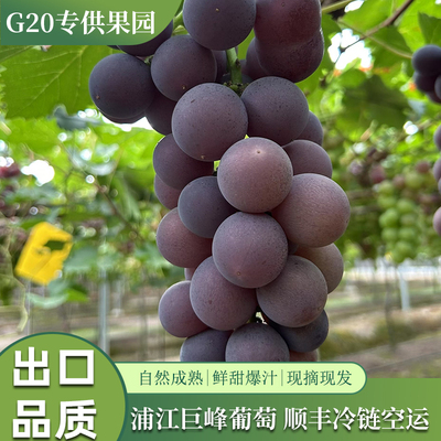顺丰空运正宗浦江巨峰葡萄自然熟