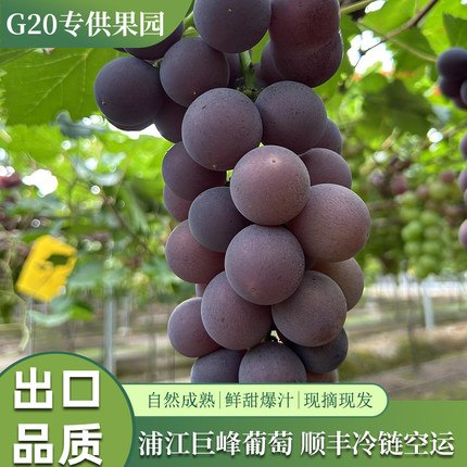 【靓松】正宗浙江浦江巨峰葡萄新鲜水果马陆葡萄整串送礼整箱批发