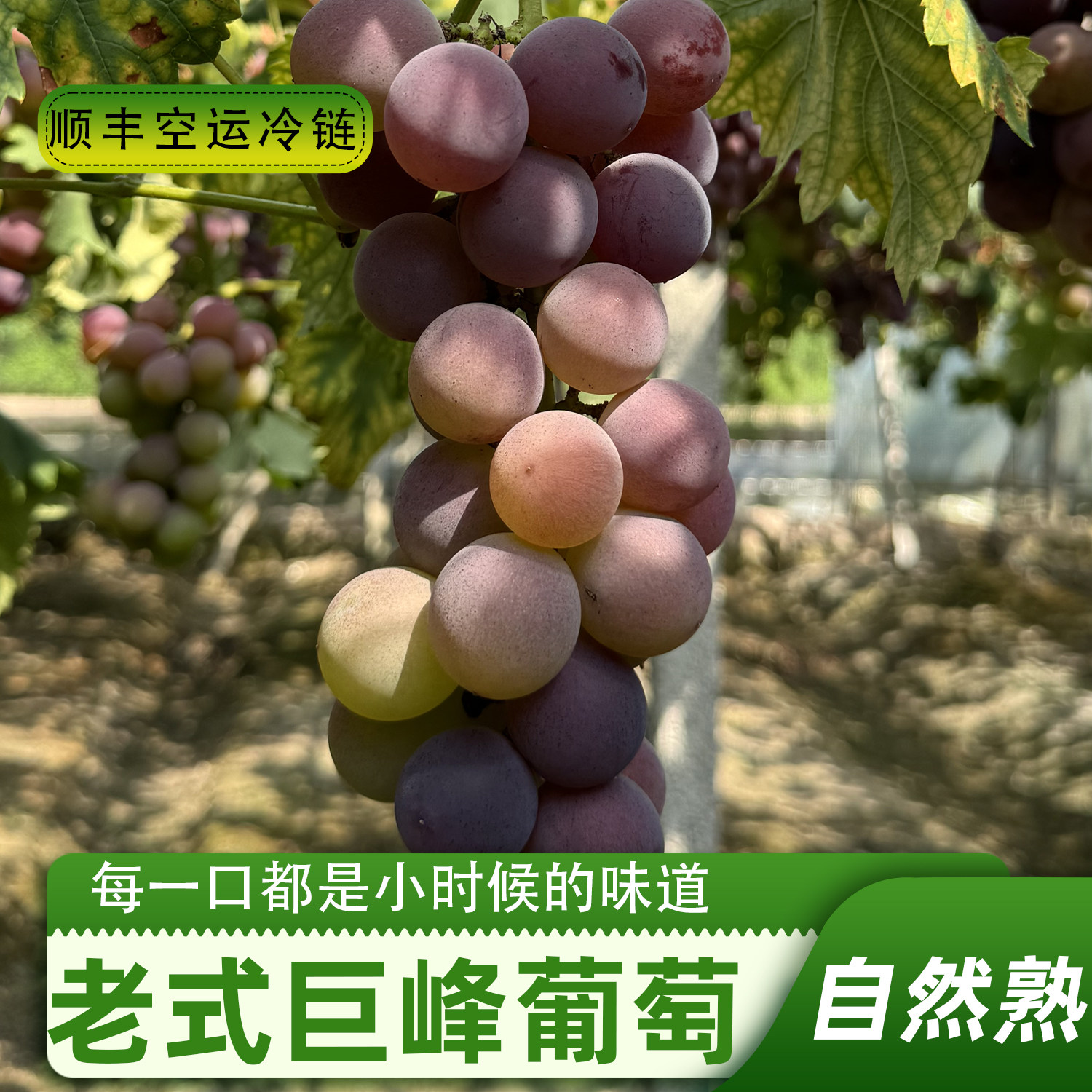 【自然成熟】正宗浦江老式巨峰葡萄鲜果新鲜青红马陆葡萄当季水果
