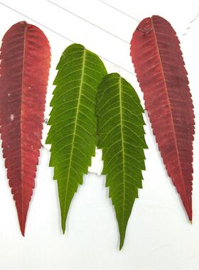 火炬叶 植物标本 真树叶标本滴胶手机壳干花压花押花书签台灯贴画