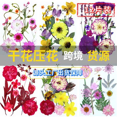 真花植物干花压花标本组合