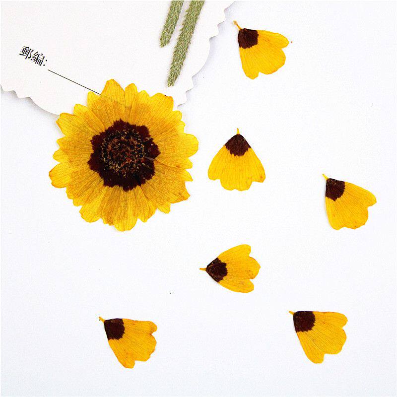 双色金鸡菊 干花压花滴胶手机壳diy 真花瓣标本材料包 植物标本