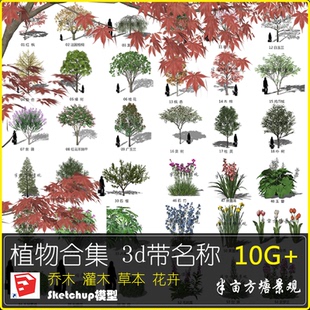 带名称植物3D模型花草树木乔木灌木 白玉兰风信子紫薇桂花素材集