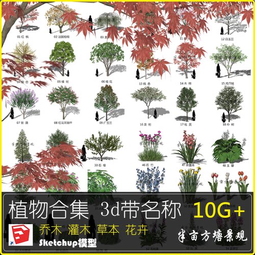 带名称植物3D模型花草树木乔木灌木 白玉兰风信子紫薇桂花素材集