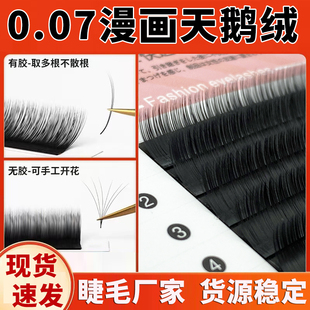 0.07天鹅绒睫毛嫁接中式山茶花不散根哑光超柔软bc翘漫画款太阳花