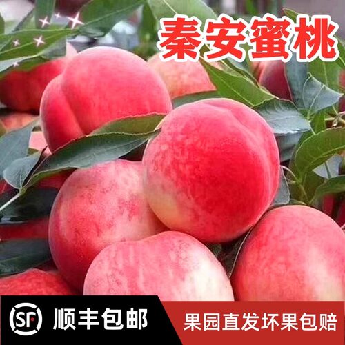 正宗甘肃天水秦安7号水蜜桃