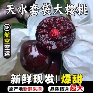 甘肃天水秦州大樱桃套袋孕妇水果新鲜现摘当季国产车厘子特大包邮