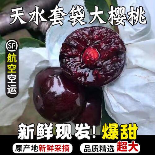 甘肃天水秦州大樱桃套袋孕妇水果