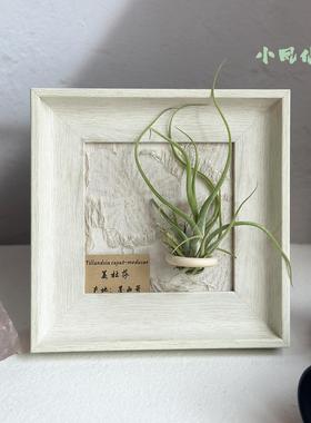 小凤仙儿空气凤梨套餐懒人装饰画 画框室内桌面挂画 画白色相框5