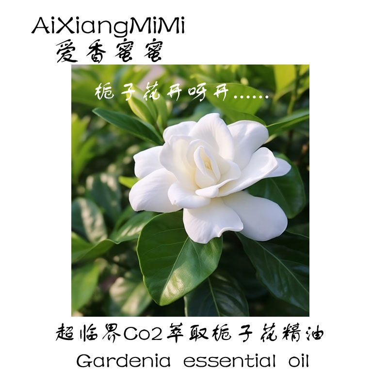 中国栀子花单方精油超临界萃取天然植物精油按摩精油玫瑰精油