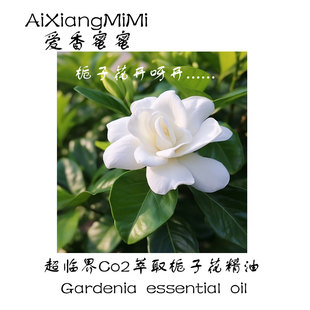 中国栀子花单方精油超临界萃取天然植物精油扩香香薰原产地