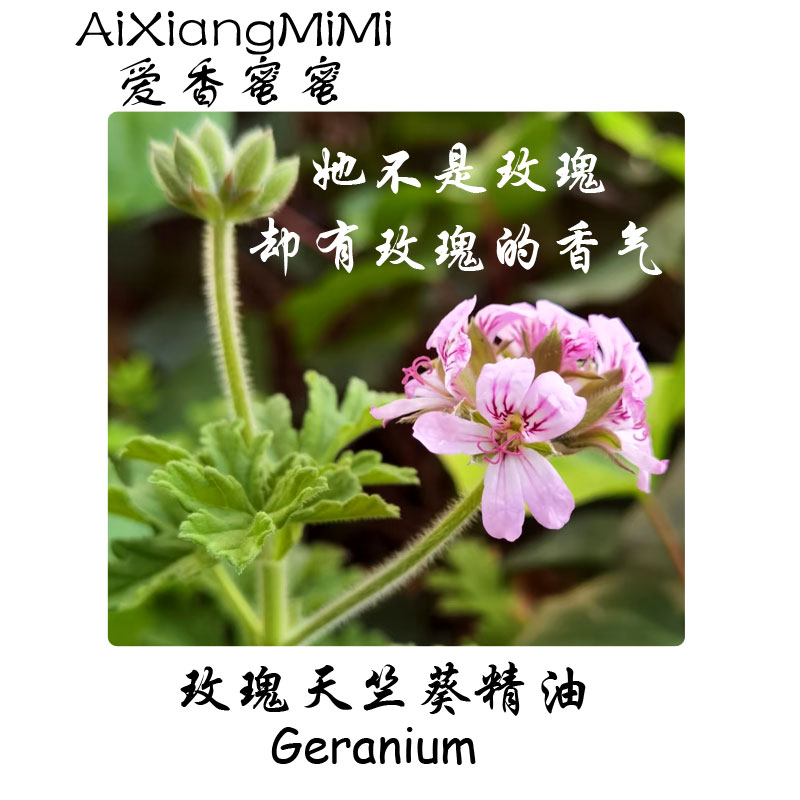 玫瑰天竺葵单方精油天然植物香叶天竺葵精油平民玫瑰正品扩香香薰