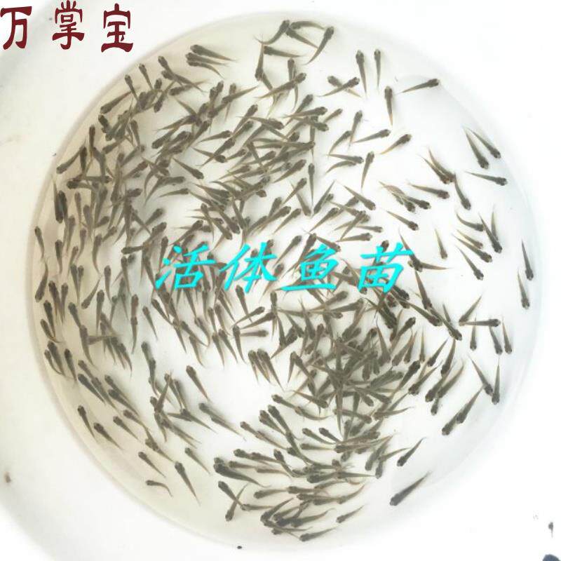 饲料鱼喂乌龟小鱼活淡水小活鱼