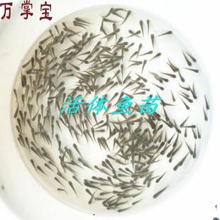 喂乌龟吃 小型幼龟开口粮鲫鱼 小活鱼苗易养活鳄龟食物饲料鱼活