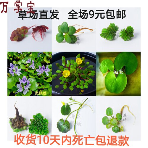 浮萍水草质量怎么样 浮萍水草口碑怎么样 小麦优选
