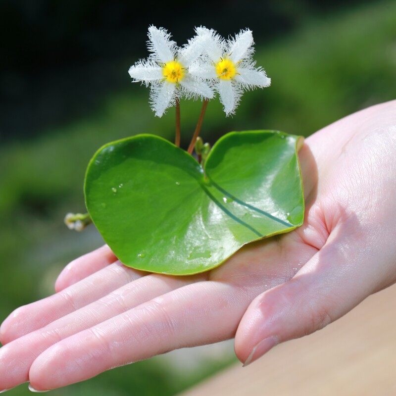 一叶莲鱼缸浮萍水草水培植物金鱼缸浮水花草迷你叶莲清水养殖开花