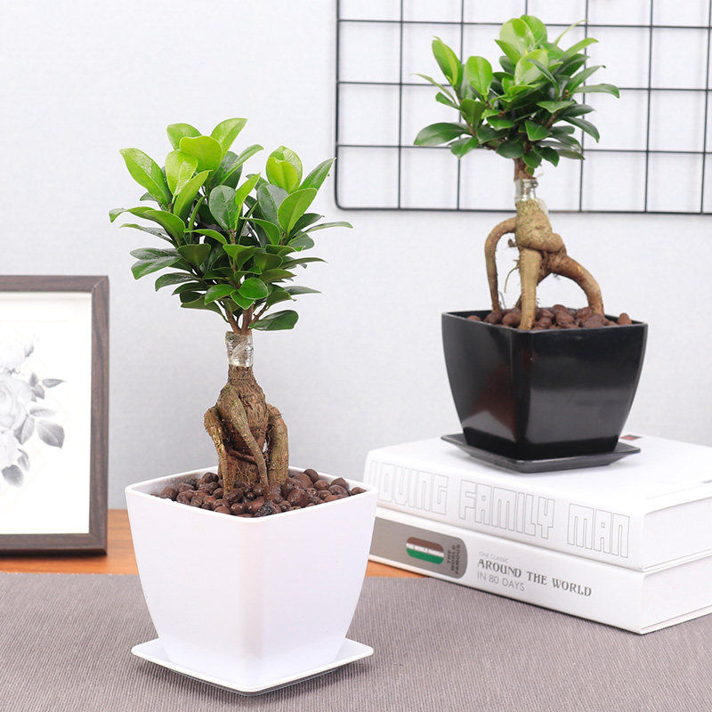 人参榕小榕树盆栽办公室内桌面榕树盆景四季常青绿植净化空气包邮