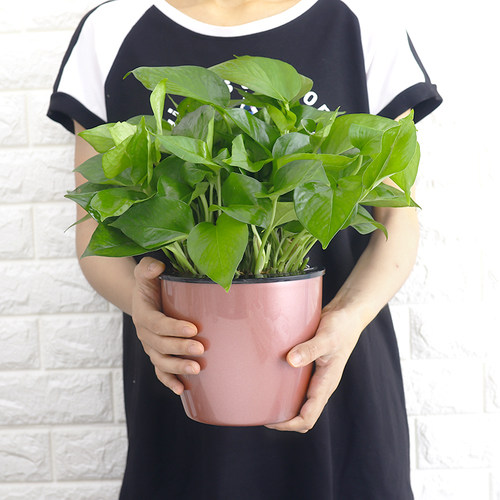 绿萝花语价格 绿萝花语图片 星期三