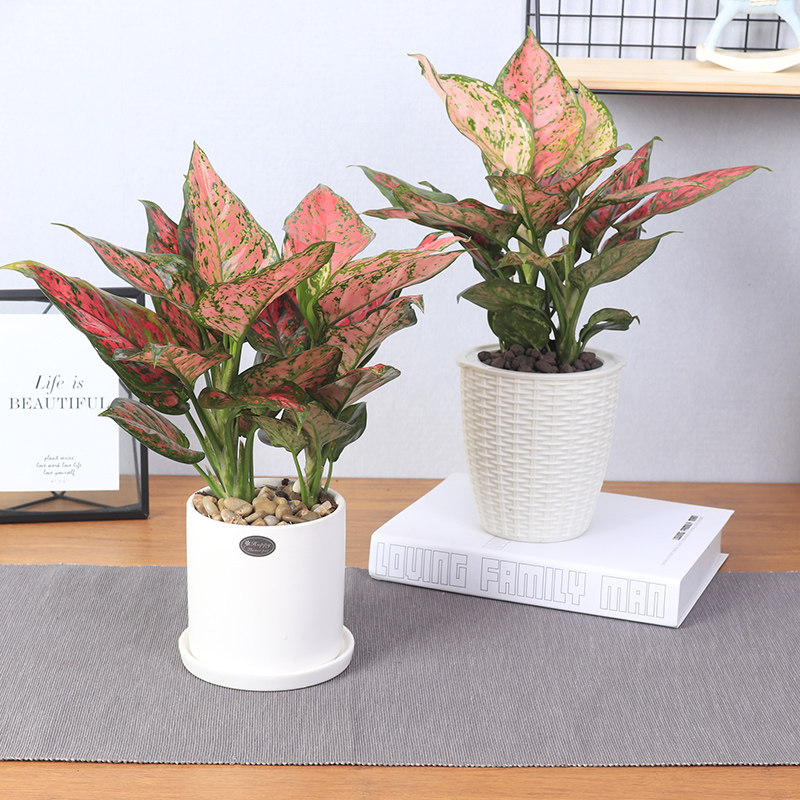 如意皇后吉利红绿植办公室内懒人盆栽净化空气除甲醛花卉植物好养