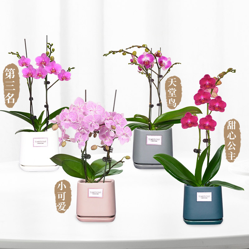 特级蝴蝶兰双株带花发货室内桌面四季开花植物生日礼物送礼盆栽