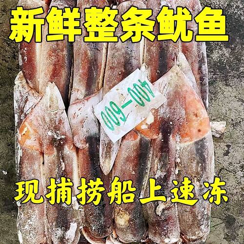 阿根廷冷冻鲜鱿鱼整条鱿鱼船冻原料北朝鱿鱼须烧烤铁板商用食材