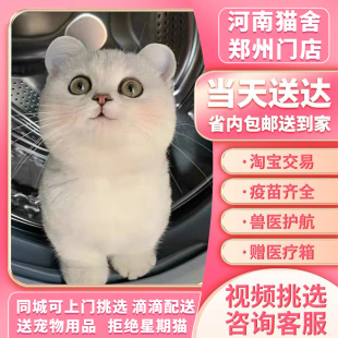 银渐层幼猫纯种活体英国短毛猫金渐层幼崽曼基康矮脚宠物猫咪活物