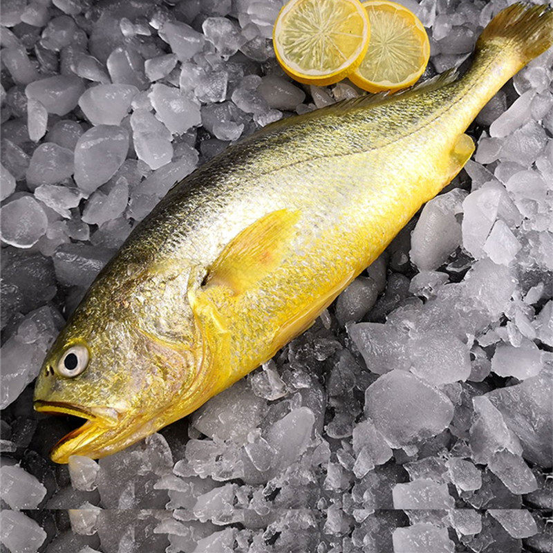 fresh Large yellow croaker Fresh Freezing Super large Large Yellow croaker Fish East China Sea ecology breed Seafood Aquaculture 3in the Aquatic meat/Fresh fruits and vegetables/Cooked , Seafood/Aquatic/Product , Seafood Fish , Yellow croaker category - from Buy2taobao.com to provide professional Taobao agent buy service