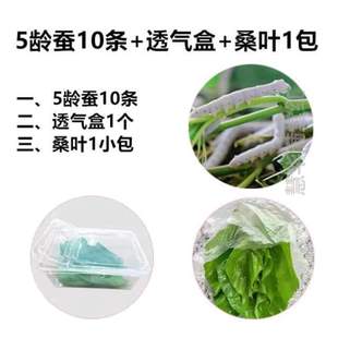 结茧簇专用簇结茧方格吐丝网蚕宝宝上架_道具结茧网养蚕吐丝吐丝