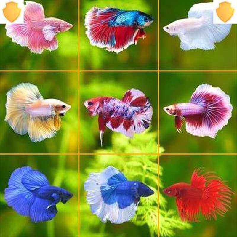 漂亮的鱼好看珍珠圆尾斗鱼宠物鱼容易养半月鱼活鱼大尾巴观赏鱼.