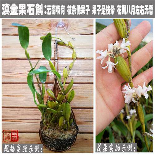 滇金果石斛苗 云南南部种源 枝条就是果子一体 造型独特临安斛苑