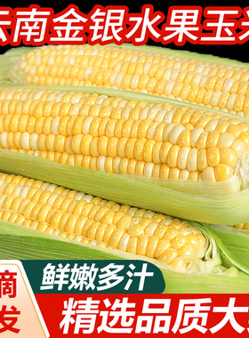 云南金银水果玉米新鲜玉米9斤甜玉米棒子糯生吃包谷蔬菜整件包邮