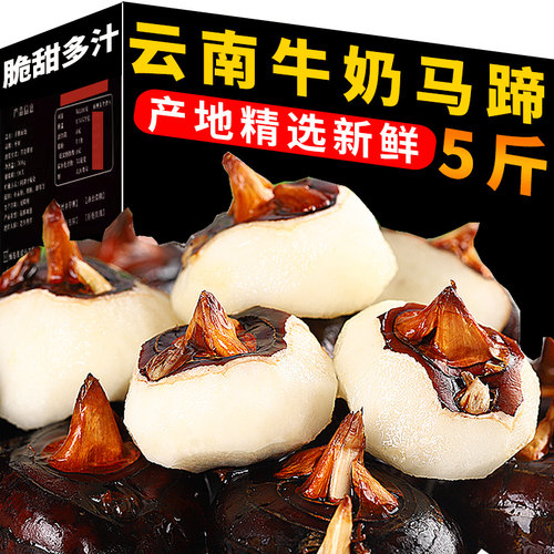 【官方推荐购】新鲜马蹄果
