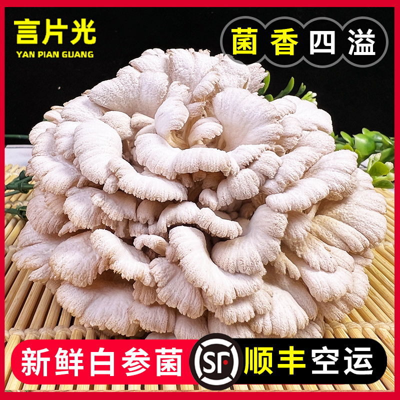 云南特产新鲜白参菌鸡冠菌裂褶菌白花白参沙参树花云南菌
