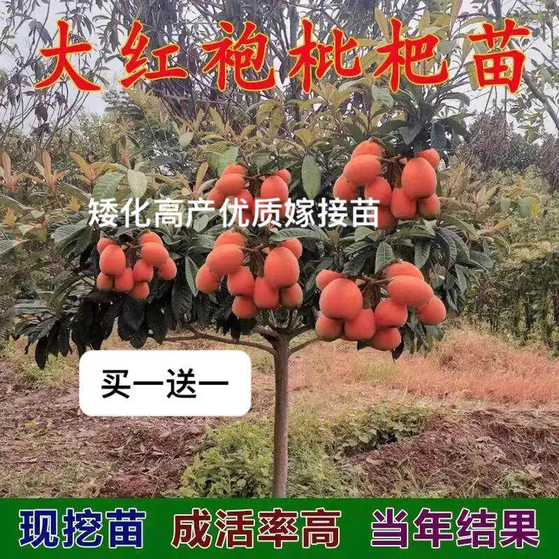 枇杷苗大红袍枇杷苗大五星枇杷树苗无核枇杷树苗果树苗南北方种植