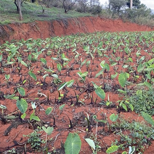 无农药云南小芋头，海拔2200米红土地，现挖现发