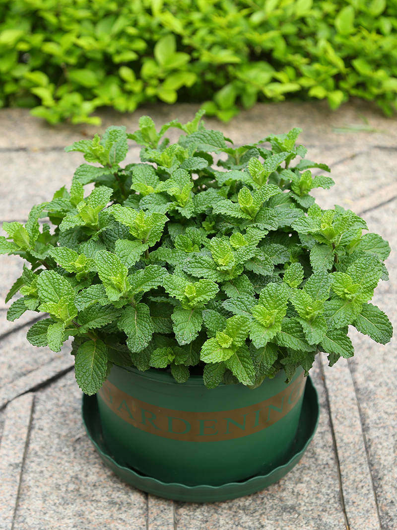 可食用 薄荷盆栽植物可食用薄荷苗绿植驱蚊薄荷室内阳台四季种植