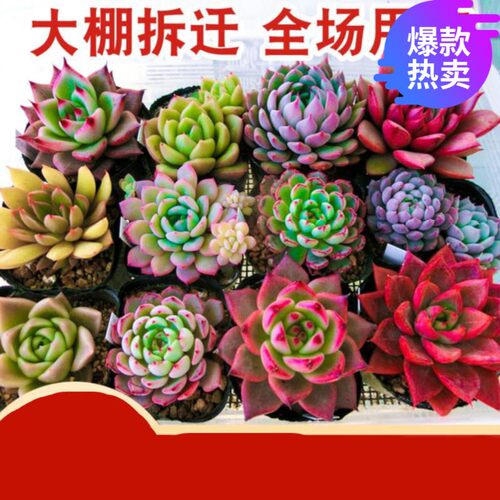 肉多毛毛虫素材模板 肉多毛毛虫图片下载 小麦优选