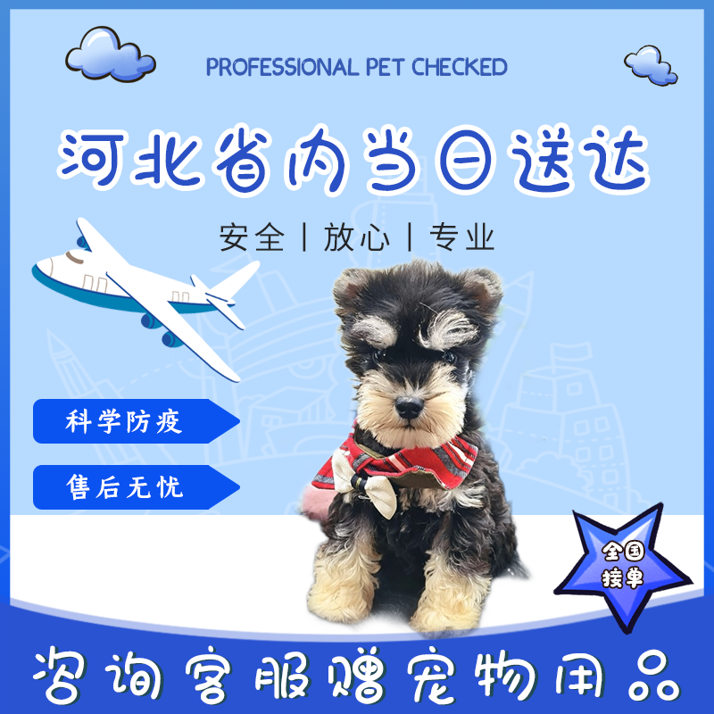 纯种雪纳瑞幼犬黑银椒盐色白色飞