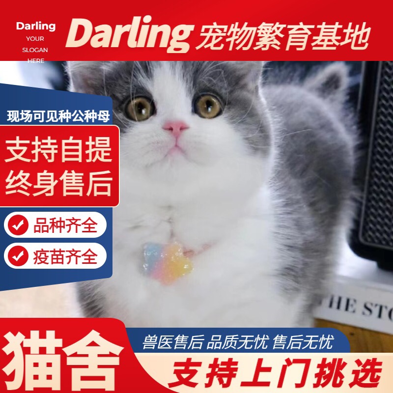 【嘉兴猫舍】英短蓝白猫幼猫矮脚