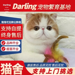 純種加菲貓黃白包子臉加菲幼崽長毛波斯寵物幼貓加菲 珠海貓舍