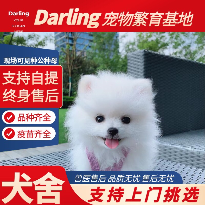 【南昌犬舍】纯种博美幼犬茶杯犬