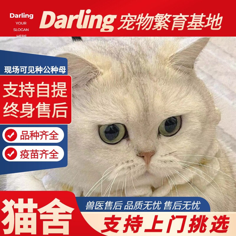 【石家庄猫舍】纯种银渐层猫幼猫