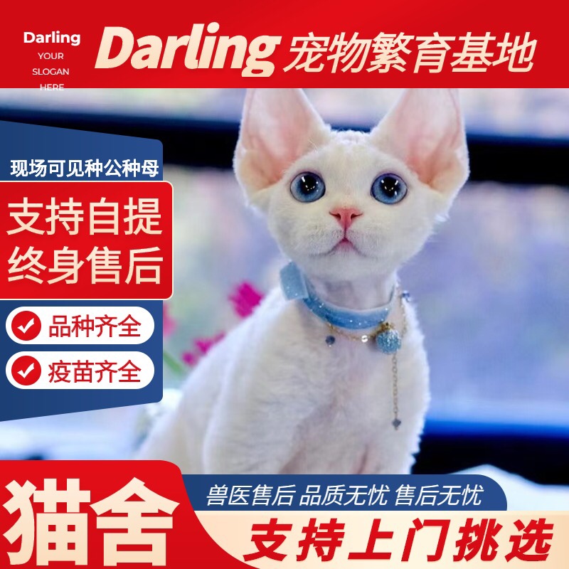 【清远猫舍】德文卷毛猫幼猫纯种