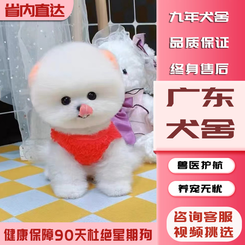 【广东犬舍】茶杯犬博美俊介犬纯
